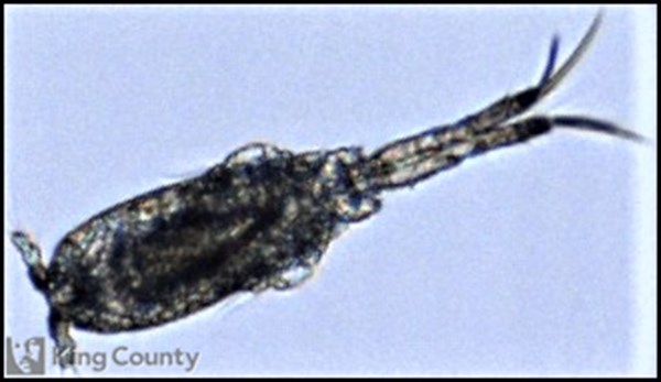 Photo of Ditrichocorycaeus anglicus